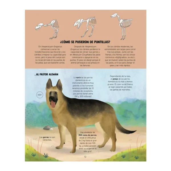 Descubramos la Evolución de los Animales
